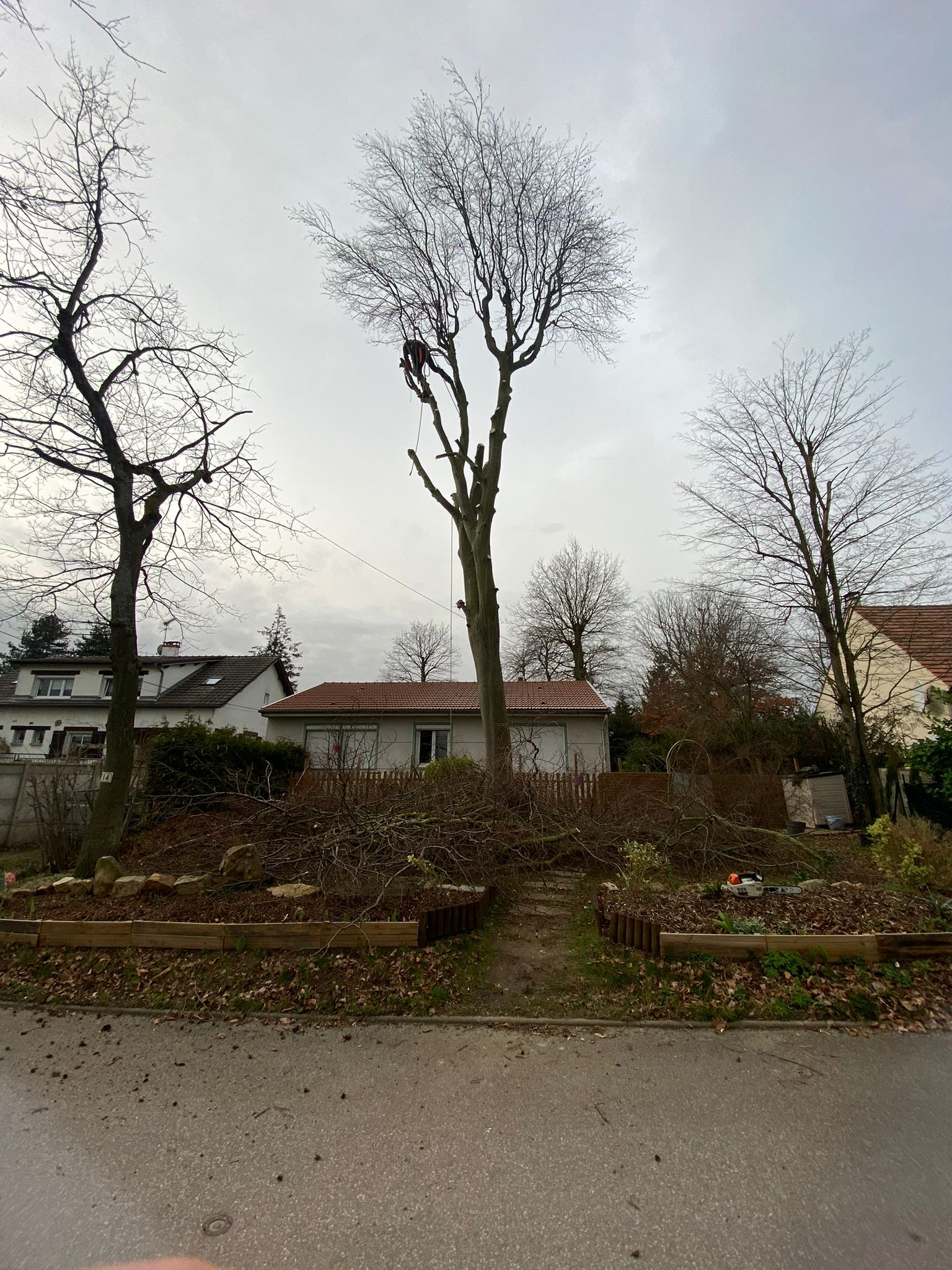 Elagage d'arbre