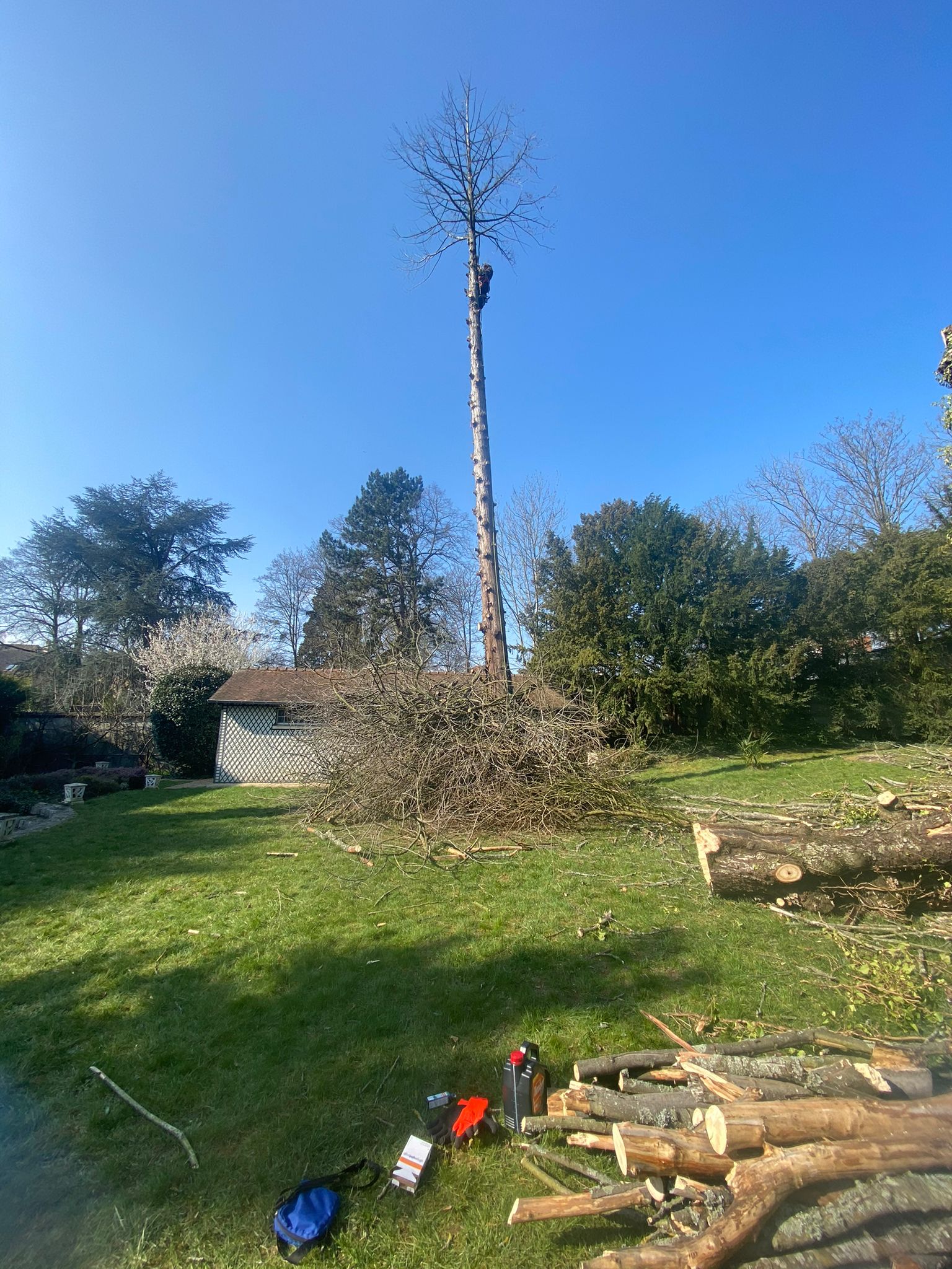 Elagage d'arbre - Photo 5